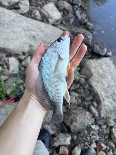Freshwater Drum