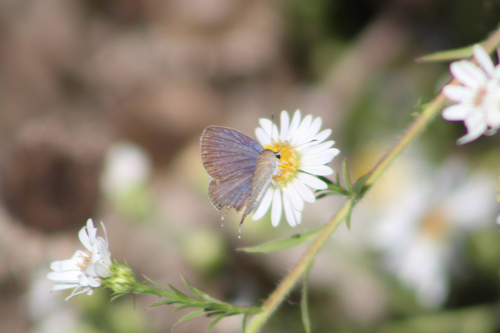 Eastern Tailed-Blue