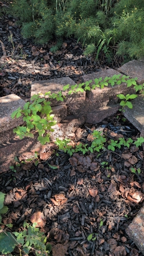Virginia creeper