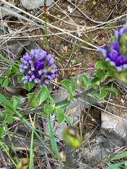 Kobus Meyer, CC BY, iNaturalist via GBIF Psoralea fruticans, photograph Kobus Meyer, CC BY, iNaturalist via GBIF