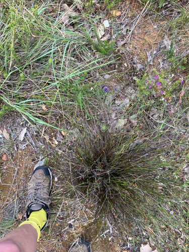 Psoralea fruticans, photograph 5