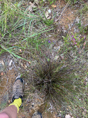 Kobus Meyer, CC BY, iNaturalist via GBIF Psoralea fruticans, photograph Kobus Meyer, CC BY, iNaturalist via GBIF