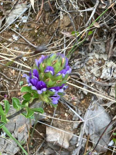 Psoralea fruticans, photograph 3