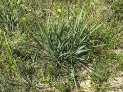 Yucca arkansana