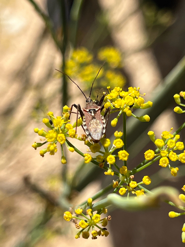 Rhynocoris erythropus