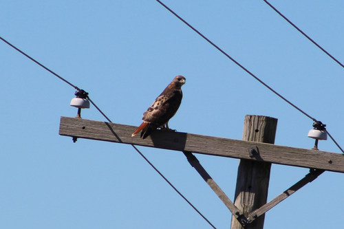 Red-tailed Hawk