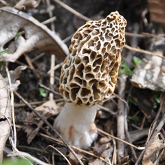 Morchella