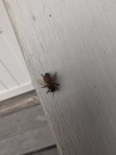 Western Honey Bee