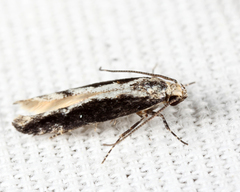 Coleotechnites florae