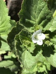 Phacelia viscida albiflora
