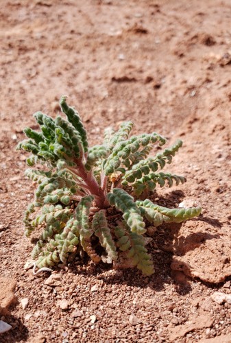 Glandular phacelia (Phacelia glandulosa)
