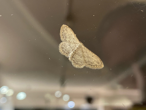 Small Dusty Wave