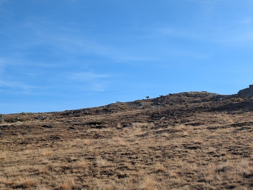 Northern Chamois