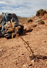 Phacelia glandulosa