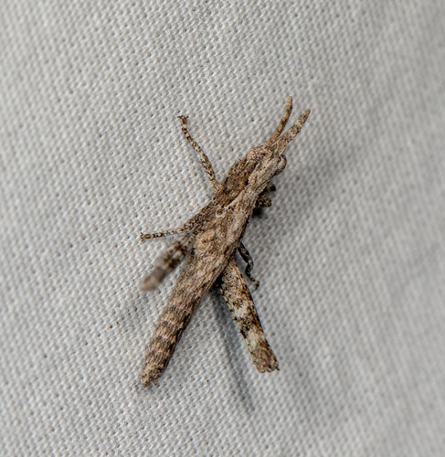 Clematodes larreae