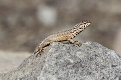 Tiger Pacific Iguana photo 1