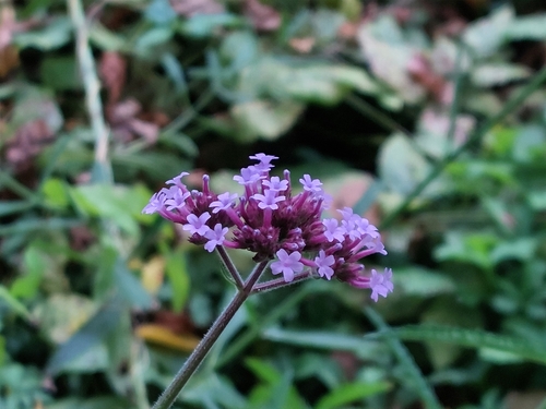 purpletop vervain