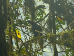 Andigena laminirostris