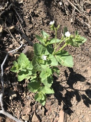 Phacelia viscida albiflora