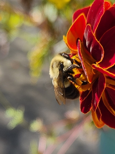 Common Eastern Bumble Bee