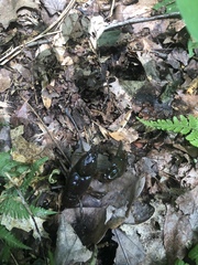 Cambarus bartonii bartonii