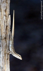 Pristurus sokotranus