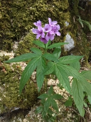 Cardamine pentaphyllos