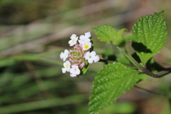 Lantana hirta