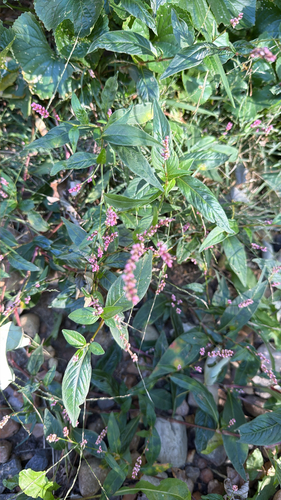 low smartweed