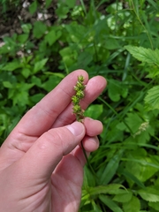 Carex sparganioides