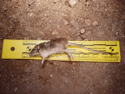 ratón de abazones de Goldman