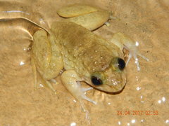 Kuhl's Wart Frog photo 4
