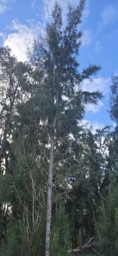 Casuarina equisetifolia observed 2026-10-04