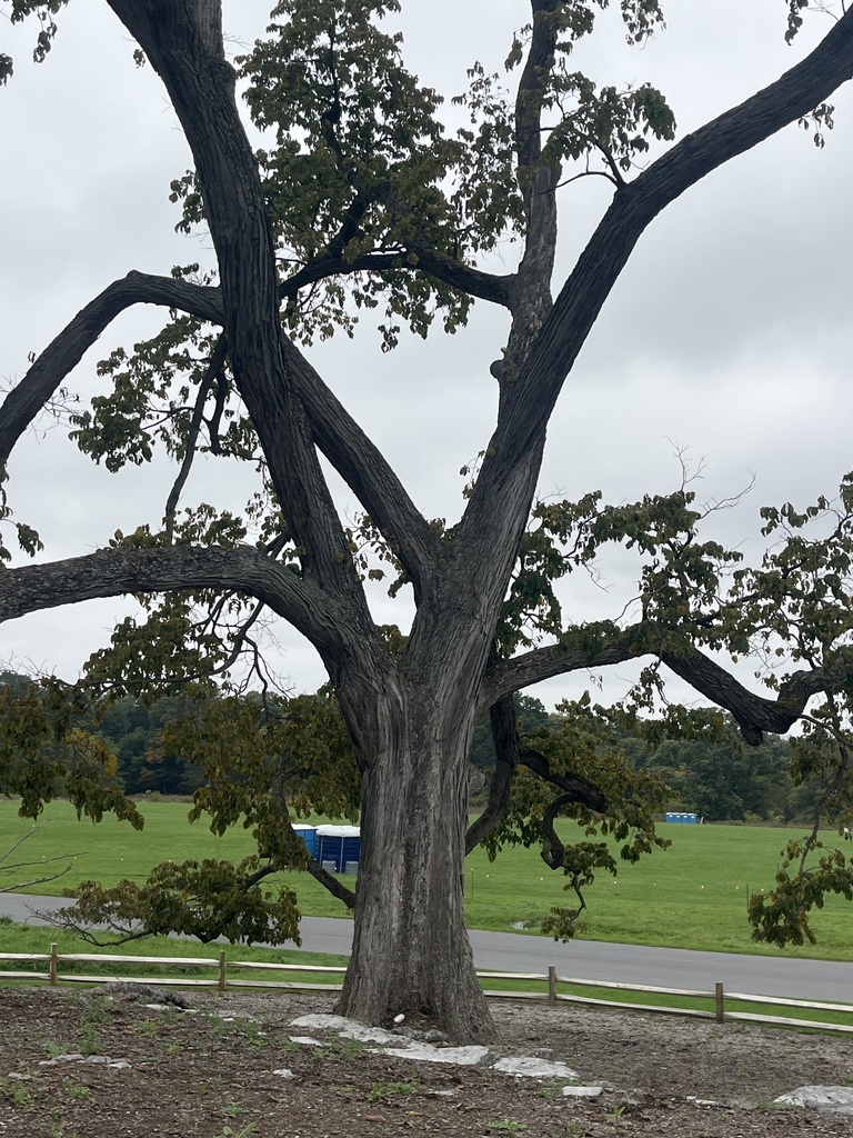 A big old elm with a thin crown of leaves still green, over a lawn and road under a grey sky.