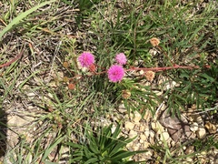 Mimosa nuttallii