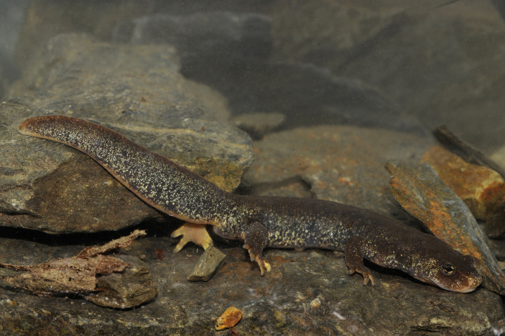 Montseny Brook Newt