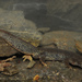 Montseny Brook Newt - Photo (c) Benny Trapp, some rights reserved (CC BY-SA)