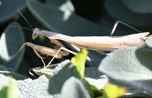 European Mantis