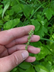 Carex sparganioides