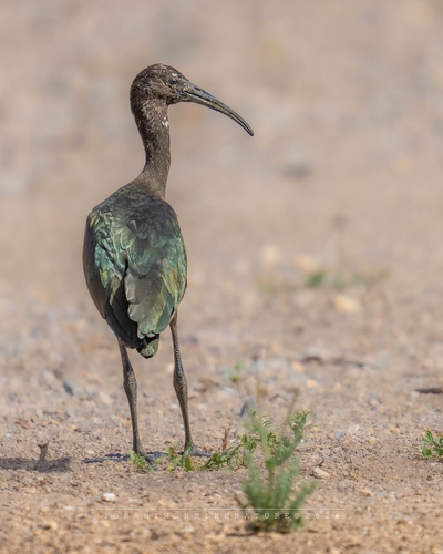 Glossy Ibis