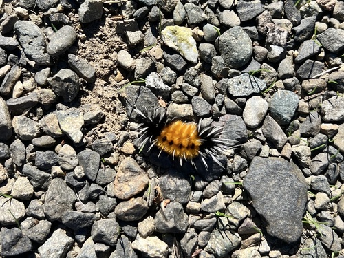 Spotted Tussock Moth
