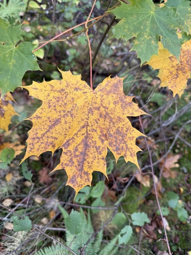 Norway maple