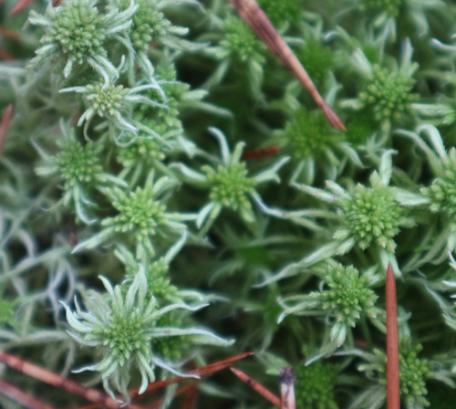 Sphagnum angustifolium observed 2026-10-04
