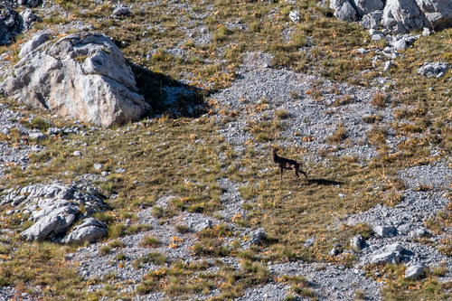 Red Deer