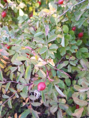 Woods' rose