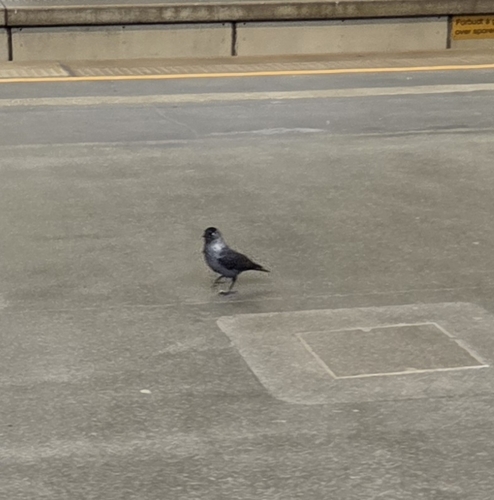 Eurasian Jackdaw