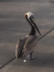 Pelecanus occidentalis