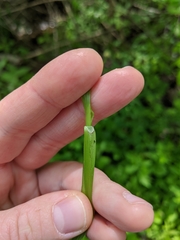 Carex sparganioides