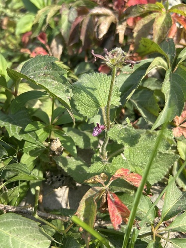 hedge woundwort
