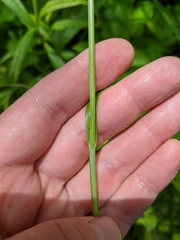 Carex sparganioides